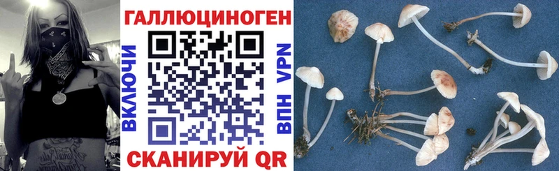 Псилоцибиновые грибы Cubensis  дарк нет телеграм  Фокино 